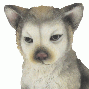 Gray-Wolf-Cub-Sitting-close