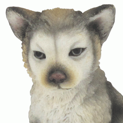 Gray-Wolf-Cub-Sitting-close