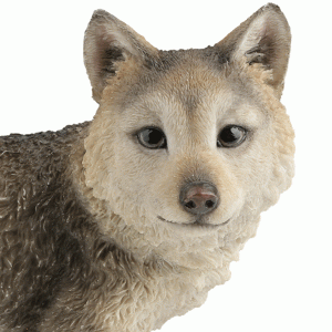 Gray-Wolf-Cub-right-close