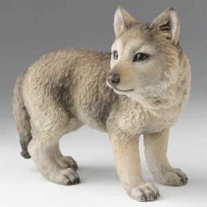 Gray-Wolf-Cub-right-front