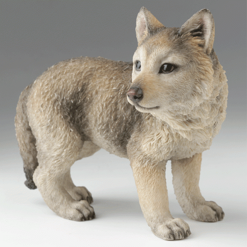 Gray-Wolf-Cub-right-front