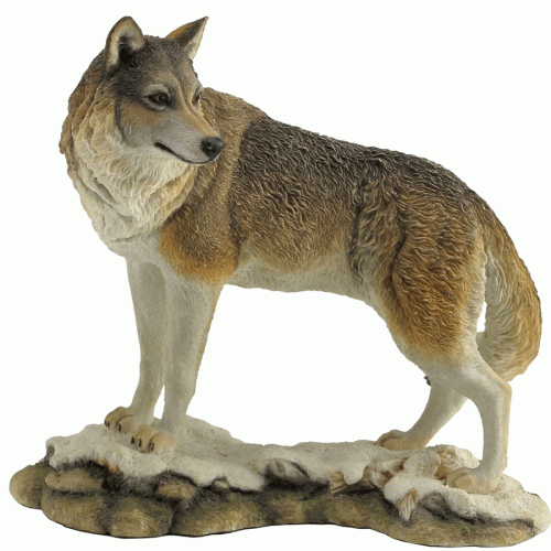 Lone-Wolf-Looking-Back