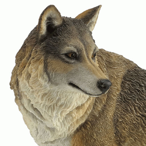 Lone-Wolf-Looking-Back-close
